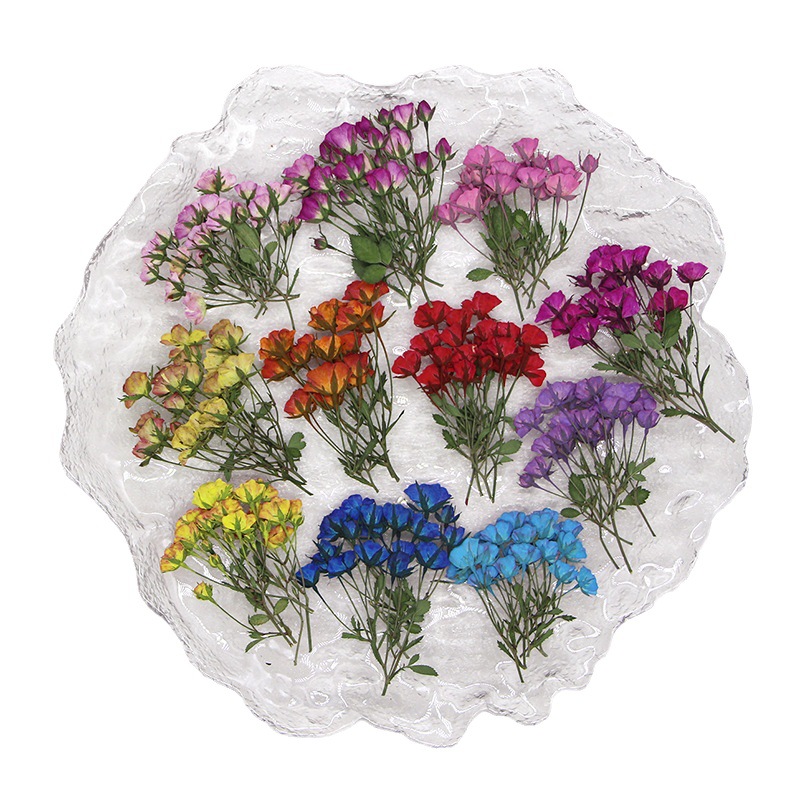 Dried Flower Bookmark - 36x gepresste getrocknete Mehr köpfe gefärbte