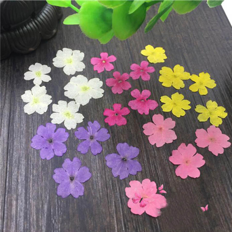 Dried Flower Bookmark - 60 Stück 1–2 cm gepresste getrocknete