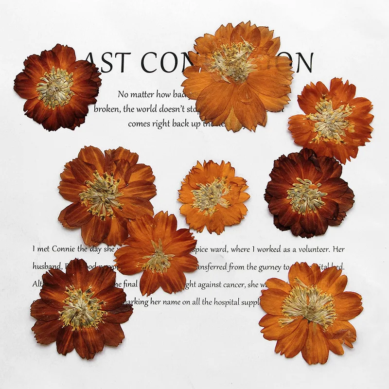 Dried Flower Bookmark - 12 Stück/3–5 cm, Natur gepresste Thiohua-Chrysantheme,