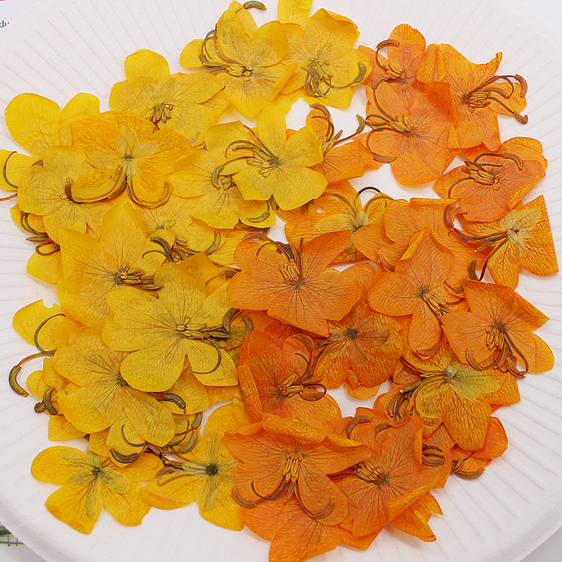 Dried Flower Bookmark - 60 Stück getrocknete, gepresste gelbe/orangefarbene Cassia-Blumen,