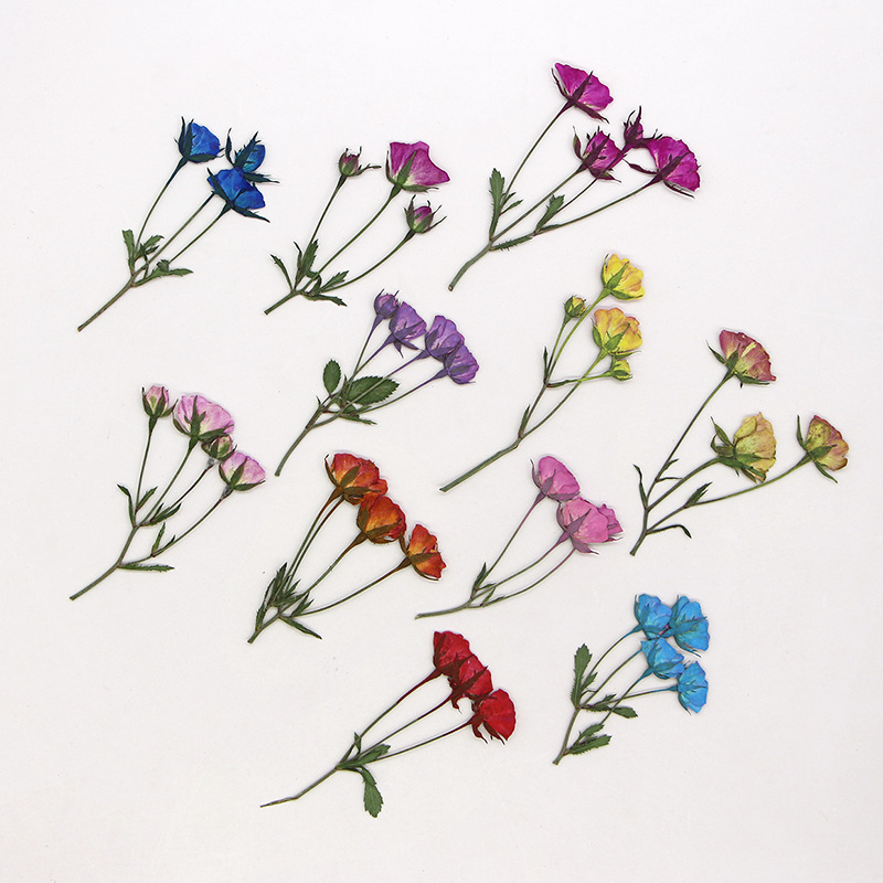 36x gepresste getrocknete Mehr – Dried Flower Bookmark Bewertung und Preis