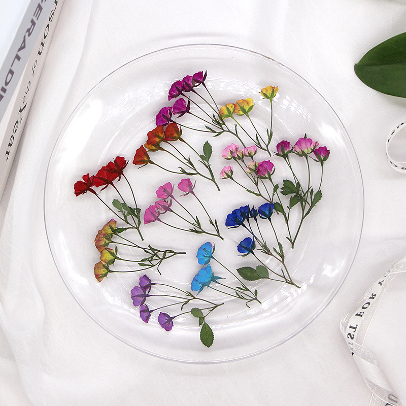 36x gepresste getrocknete Mehr – Dried Flower Bookmark Bewertung und Preis