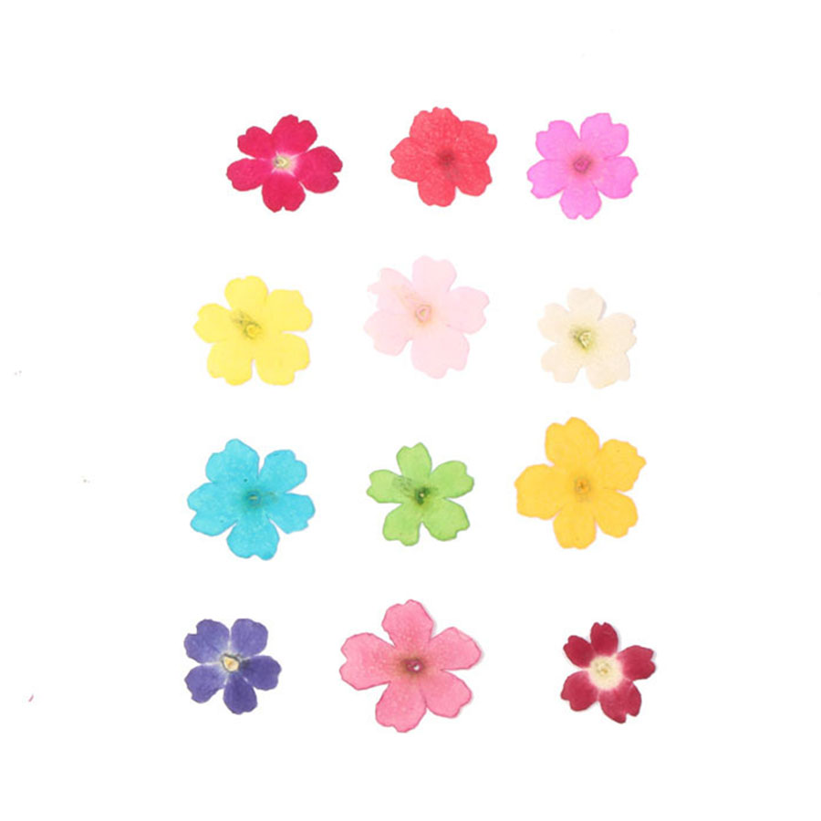 60 Stück 1–2 cm gepresste getr – Dried Flower Bookmark Bewertung und Preis