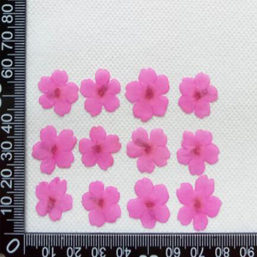 60 Stück 1–2 cm gepresste getr – Dried Flower Bookmark Bewertung und Preis