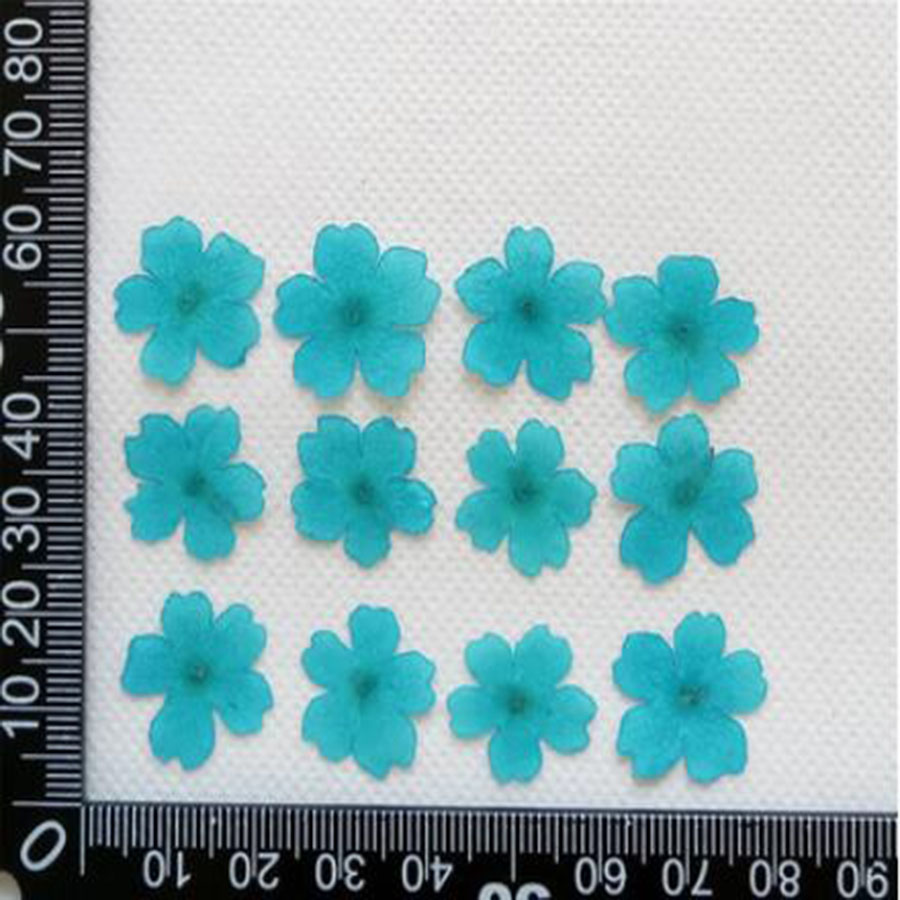 60 Stück 1–2 cm gepresste getr – Dried Flower Bookmark Bewertung und Preis