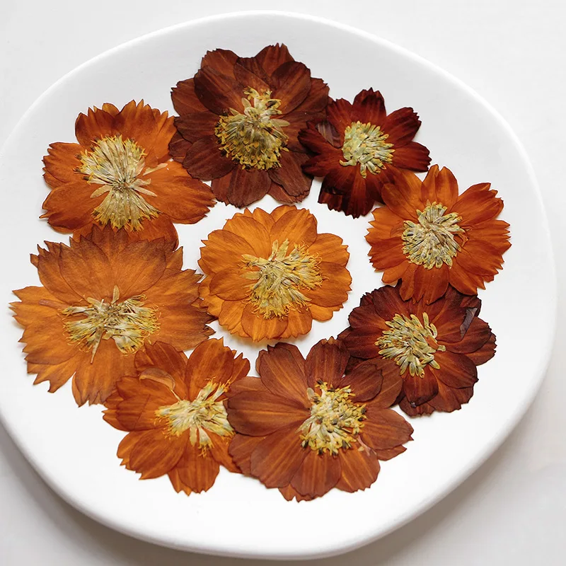 12 Stück/3–5 cm, Natur gepress – Dried Flower Bookmark Bewertung und Preis
