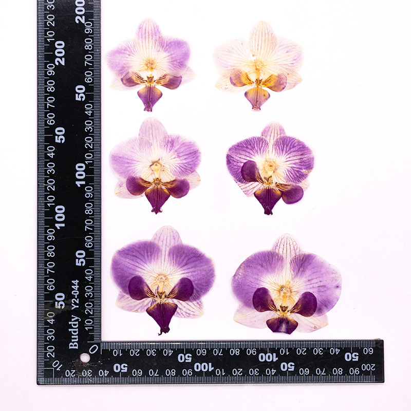 4 Stück Gepresste Getrocknete  – Dried Flower Bookmark Bewertung und Preis