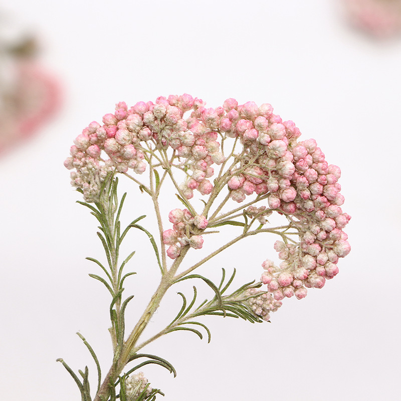 12 Stück, Natürliche Hirseblüt – Dried Flower Bookmark Bewertung und Preis