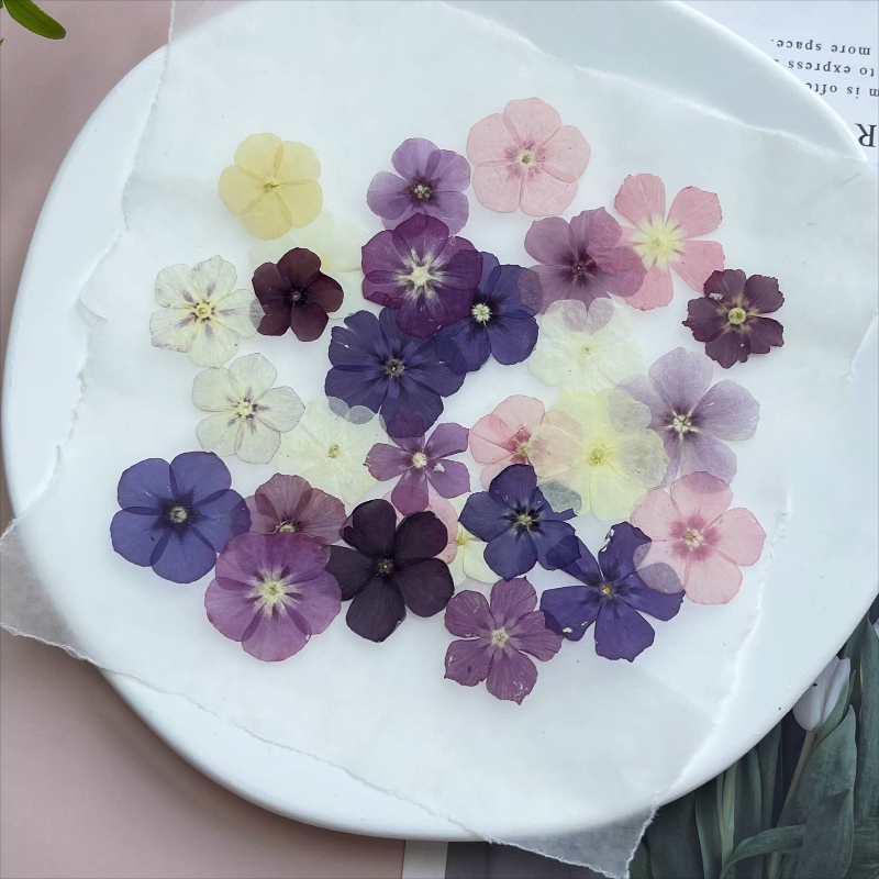 12 Stück, halbtransparente Nis – Dried Flower Bookmark Bewertung und Preis