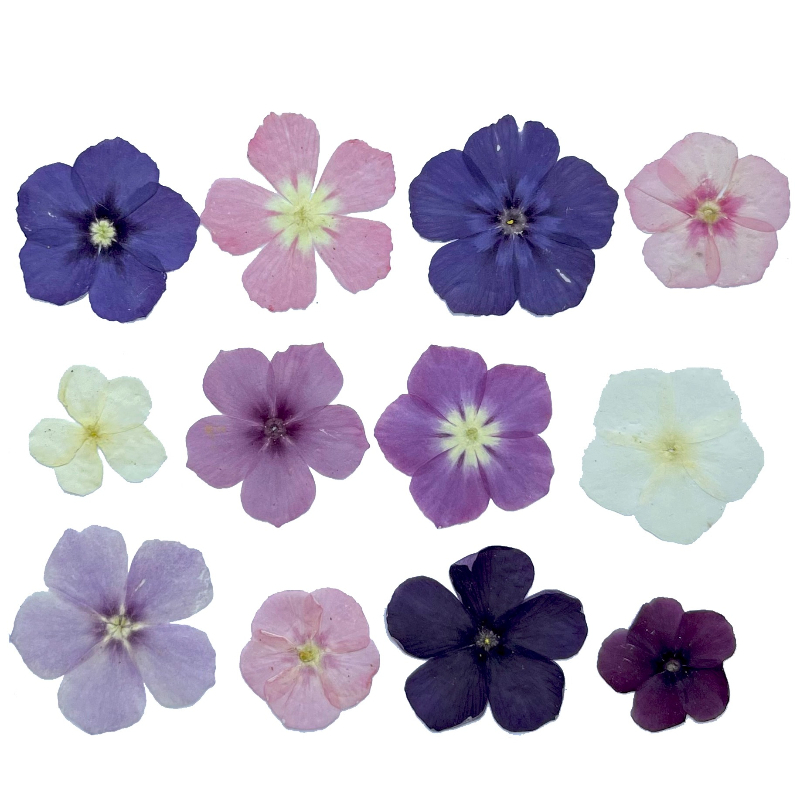 12 Stück, halbtransparente Nis – Dried Flower Bookmark Bewertung und Preis